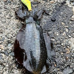 アオリの新子ちゃん