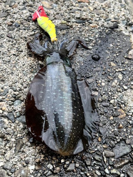 アオリの新子ちゃん