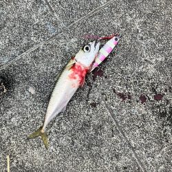 とにかくサバだらけ