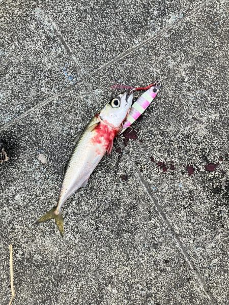 とにかくサバだらけ