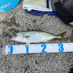 ジギング、アジング