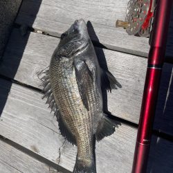 クロダイ落とし込み