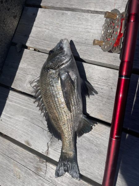 クロダイ落とし込み