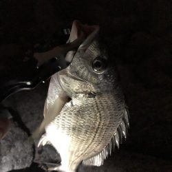 夏チニング1年振り