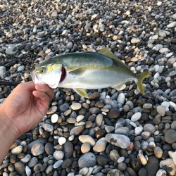 昨日に引き続き