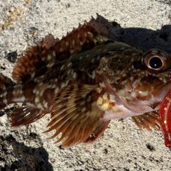 キジハタのお話