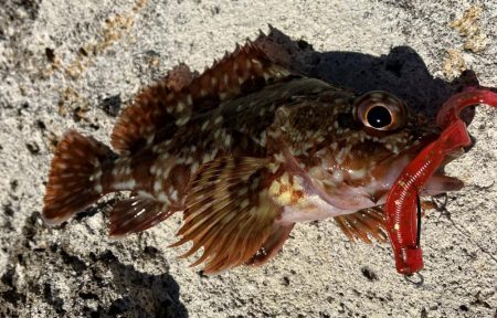 キジハタのお話