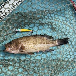 伊島周辺でツバス