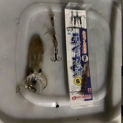 地元でヒイカ釣り