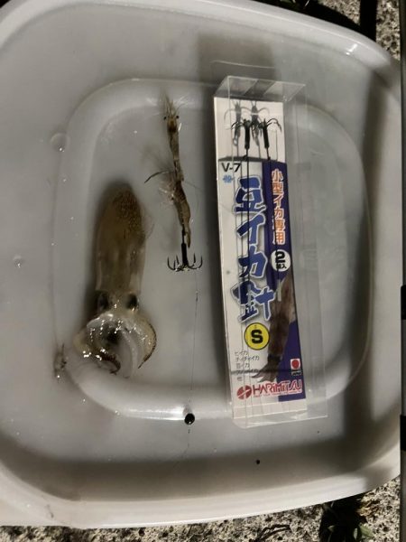 地元でヒイカ釣り