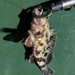 岸壁についてる船から落とし込み釣り