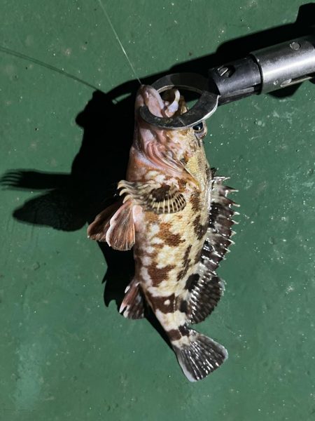 岸壁についてる船から落とし込み釣り