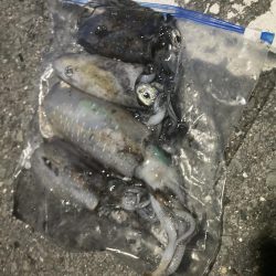 タチウオからのアオリイカ爆釣