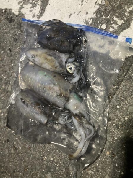 タチウオからのアオリイカ爆釣