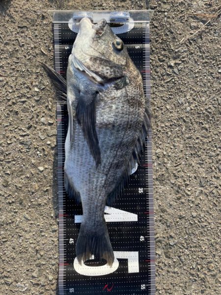 イチノ兄弟、釣果！