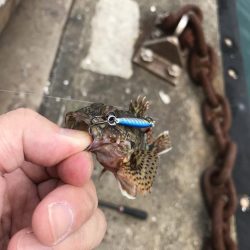 マイクロジグでガシラ釣り