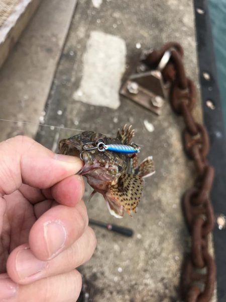マイクロジグでガシラ釣り