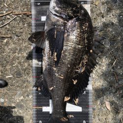 イチノ兄弟、釣果！