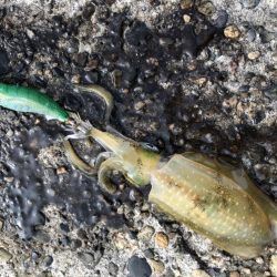 朝マヅメエギング