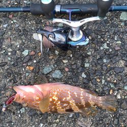 キジハタからの