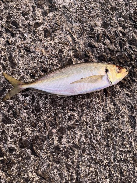 青物狙いでしたが、、、