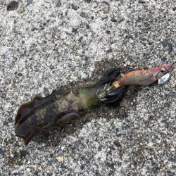 アオリイカ　新子