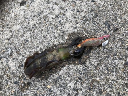 アオリイカ　新子