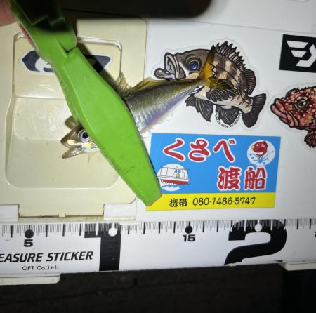 昨夜の好青年と彼女?と親父で楽しいアジング🤗