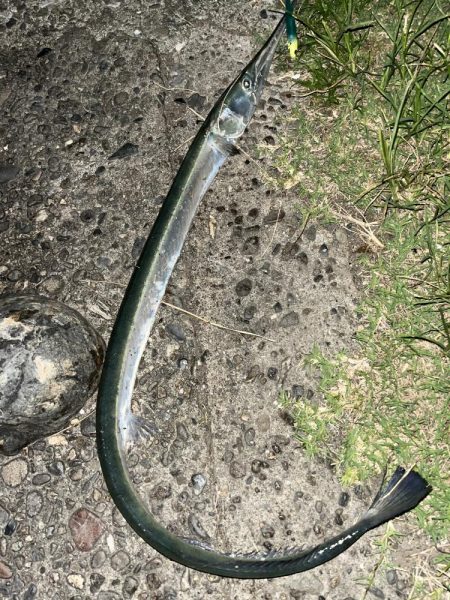 スズキ狙いなのに、ダツ