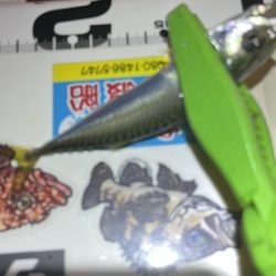 短時間暇つぶしお豆アジング