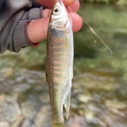 鮎イング>* ))))><