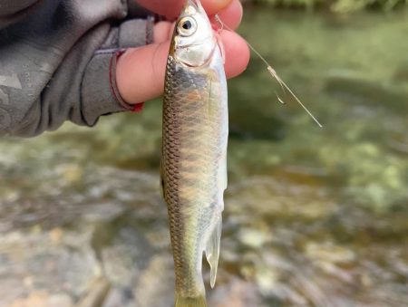 鮎イング>* ))))><