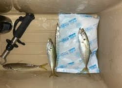 ライトショアジギング