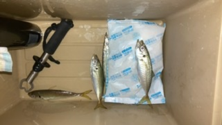 ライトショアジギング