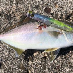 ポッパーとジグでシオ