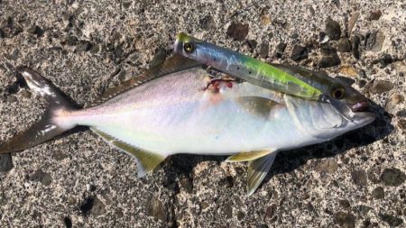 ポッパーとジグでシオ