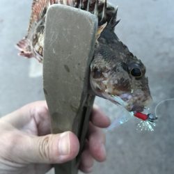 夕マズメのガシラゲーム