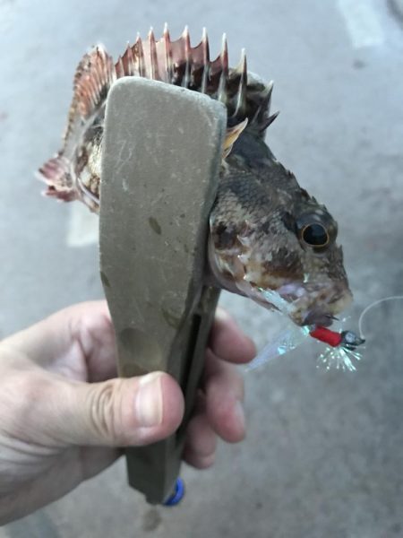 夕マズメのガシラゲーム