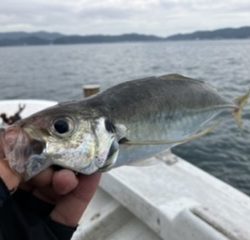 三邦丸さん早朝便