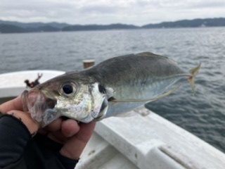 三邦丸さん早朝便