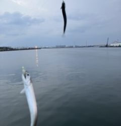 ジグサビキング