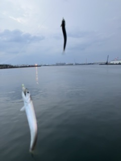 ジグサビキング