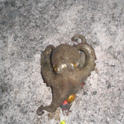 久しぶりのタコ！