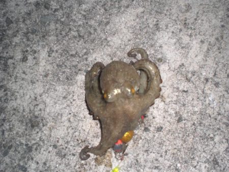 久しぶりのタコ！