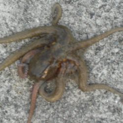 20日ぶりのタコ!