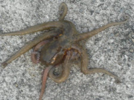 ２０日ぶりのタコ!