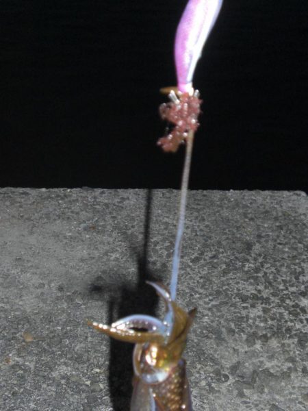 エギング　コロッケサイズ