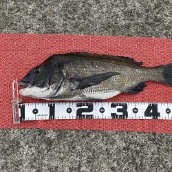 大(50cm)と小(28cm)