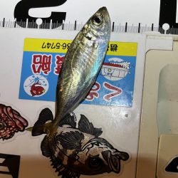 アジング連チャン中