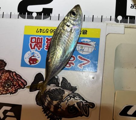 アジング連チャン中